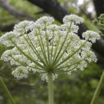 Heracleum maximum - cow parsnip