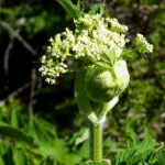 Heracleum maximum - cow parsnip