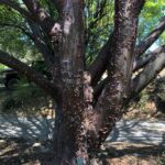 Hesperocyparis forbesii - Tecate cypress