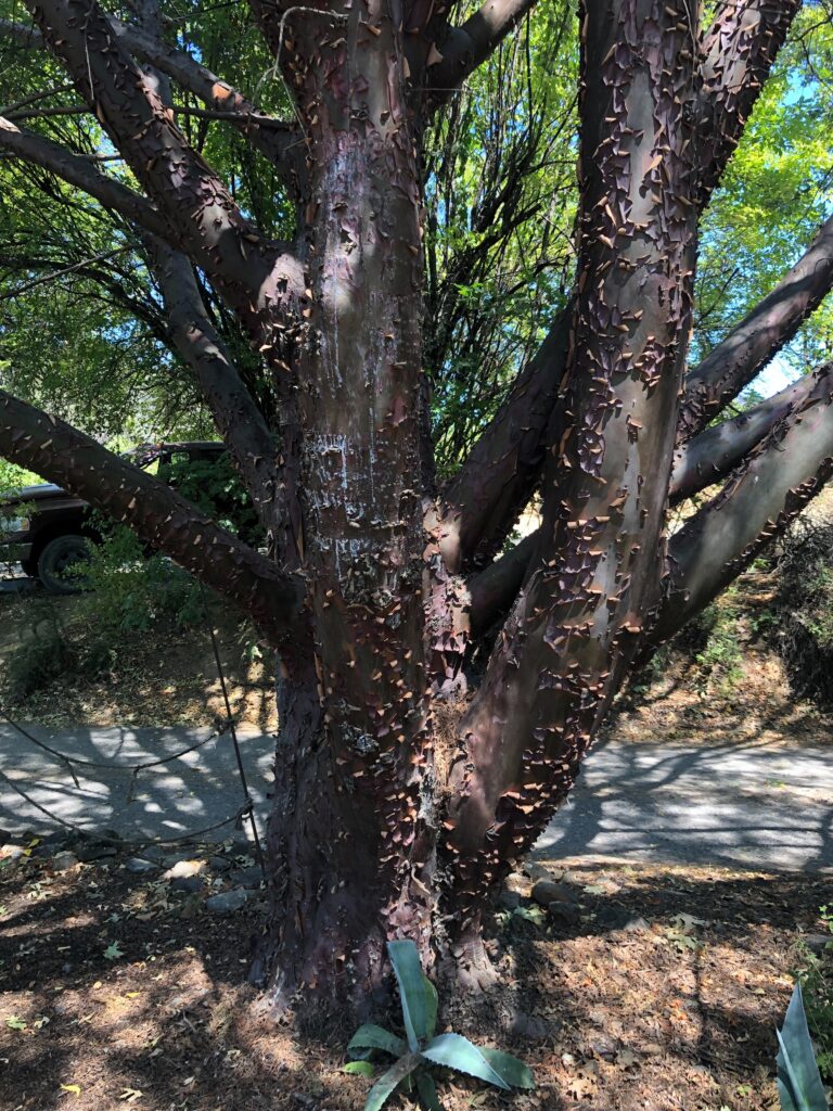 Hesperocyparis forbesii - Tecate cypress