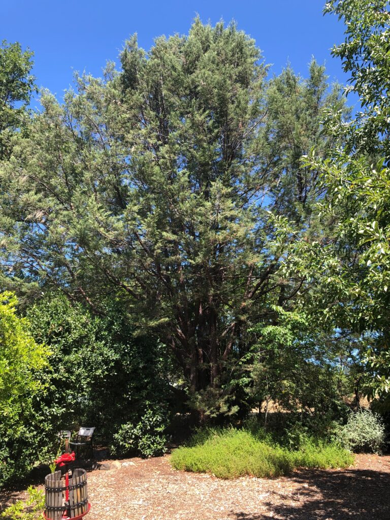 Hesperocyparis forbesii - Tecate cypress