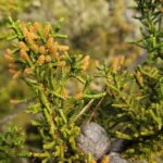 Hesperocyparis pygmaea - pygmy cypress