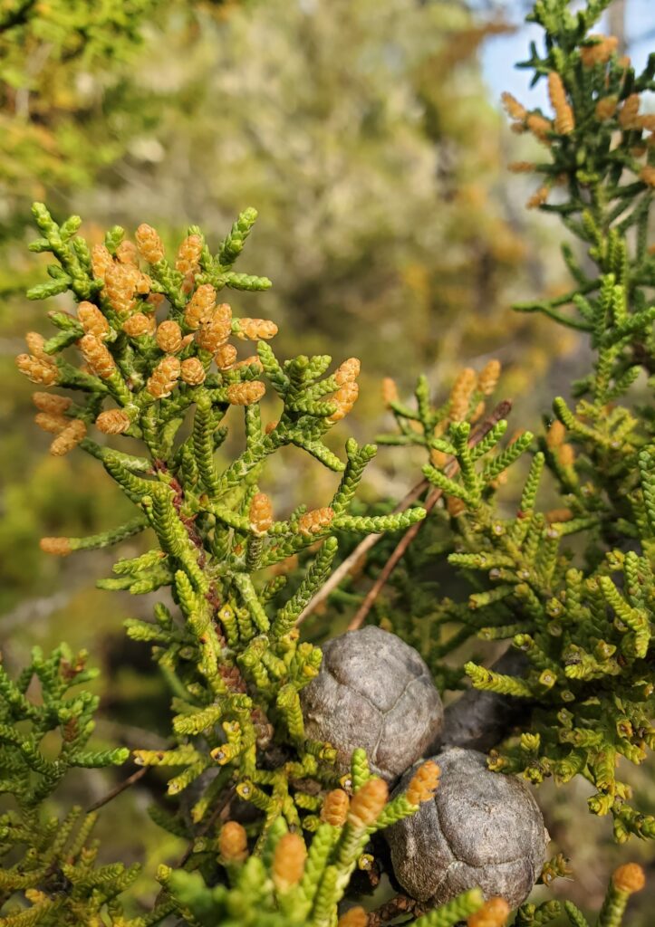 Hesperocyparis pygmaea - pygmy cypress