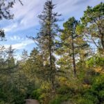 Hesperocyparis pygmaea - pygmy cypress