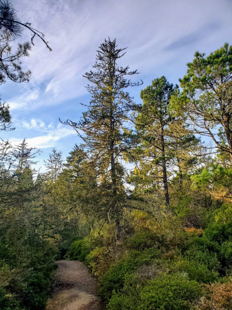 Hesperocyparis pygmaea - pygmy cypress