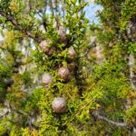 Hesperocyparis pygmaea - pygmy cypress