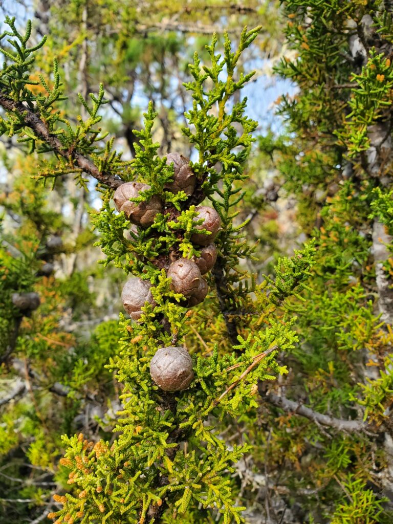 Hesperocyparis pygmaea - pygmy cypress