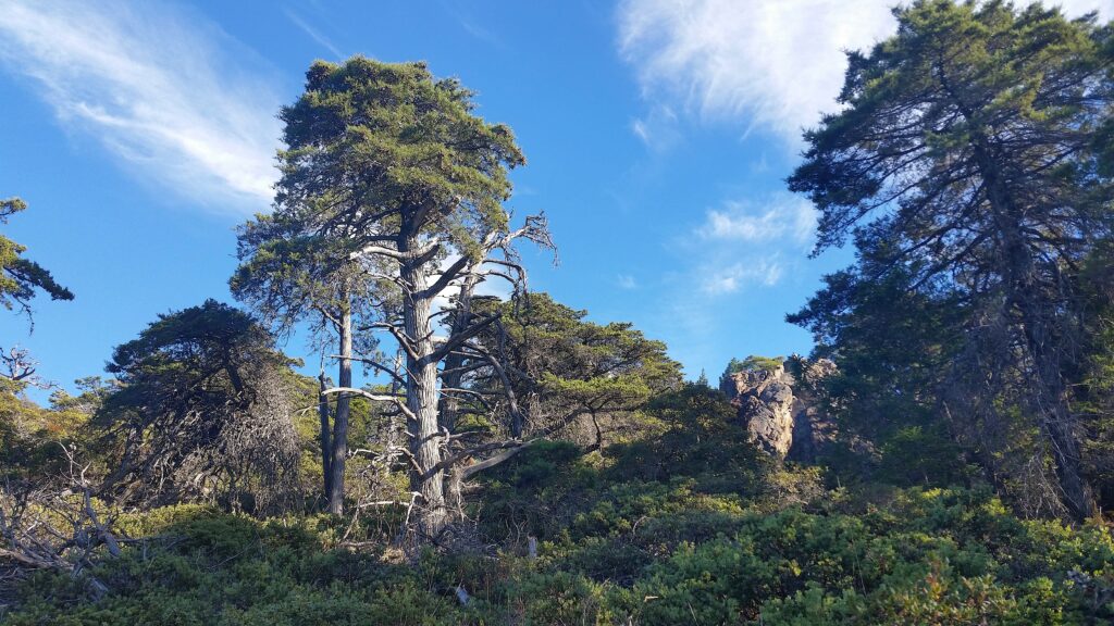 Hesperocyparis sargentii - Sargent cypress