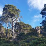 Hesperocyparis sargentii - Sargent cypress