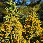 Hesperocyparis sargentii - Sargent cypress