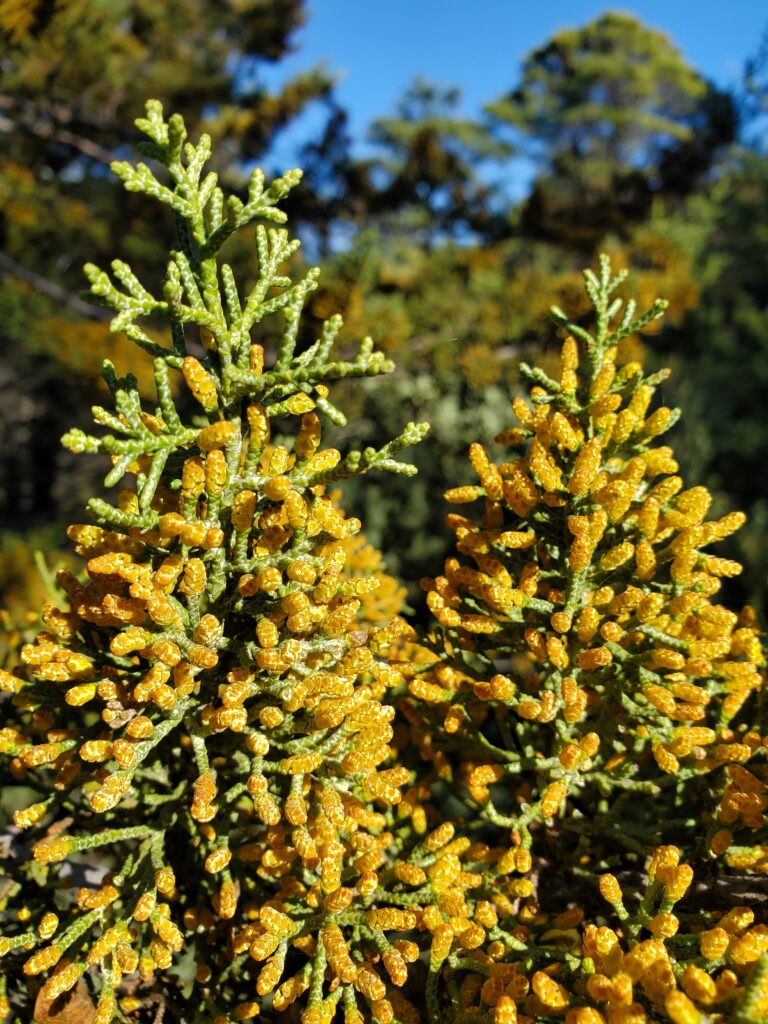 Hesperocyparis sargentii - Sargent cypress