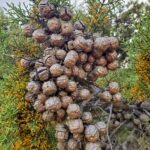Hesperocyparis sargentii - Sargent cypress