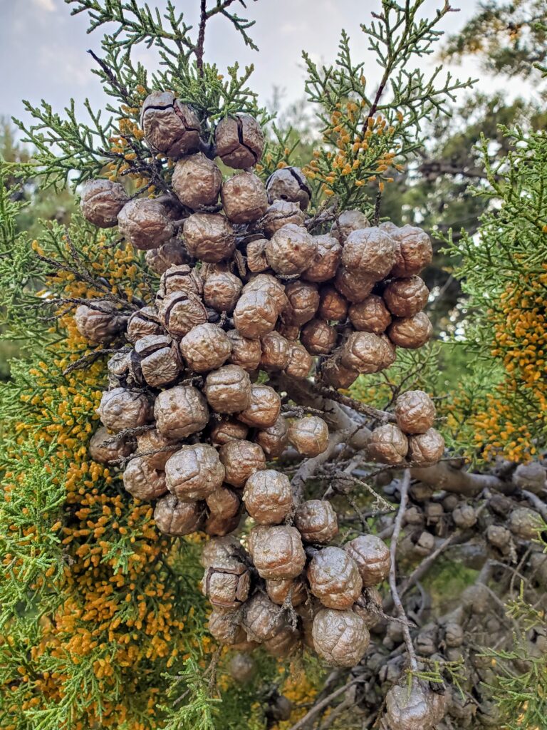 Hesperocyparis sargentii - Sargent cypress
