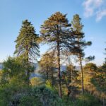 Hesperocyparis sargentii - Sargent cypress