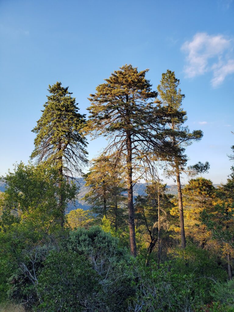 Hesperocyparis sargentii - Sargent cypress