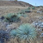 Hesperoyucca whipplei - Our Lord's candle