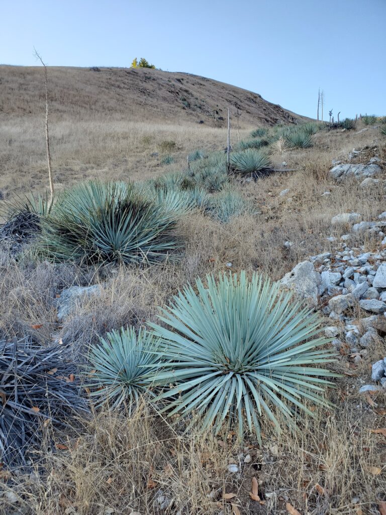 Hesperoyucca whipplei - Our Lord's candle