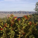 Heteromeles arbutifolia - toyon