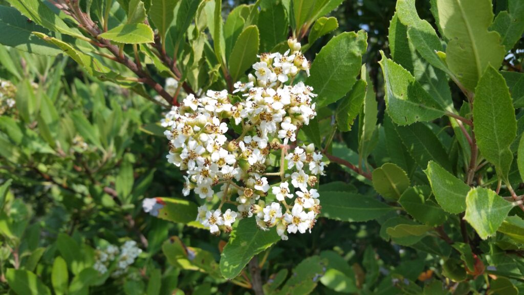 Heteromeles arbutifolia - toyon