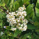 Heteromeles arbutifolia - toyon