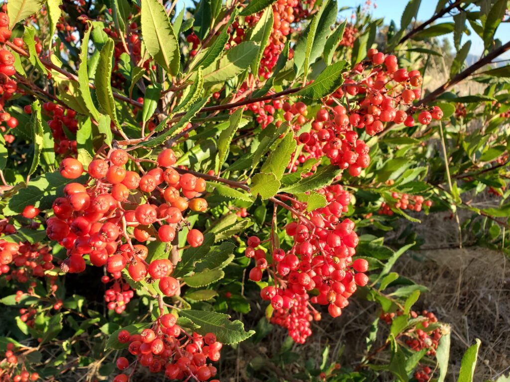 Heteromeles arbutifolia - toyon
