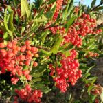 Heteromeles arbutifolia - toyon