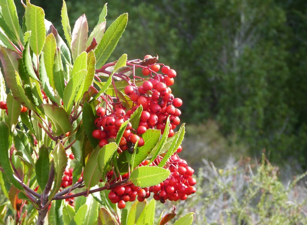 Heteromeles arbutifolia - toyon