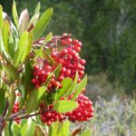 Heteromeles arbutifolia - toyon