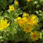 Heterotheca sessiliflora ssp. bolanderi 'San Bruno Mountain' - hairy false goldenaster