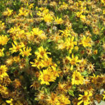 Heterotheca sessiliflora ssp. bolanderi 'San Bruno Mountain' - hairy false goldenaster