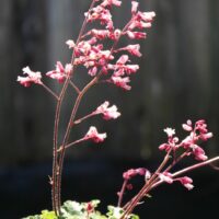 Heuchera ‘Canyon Duet’