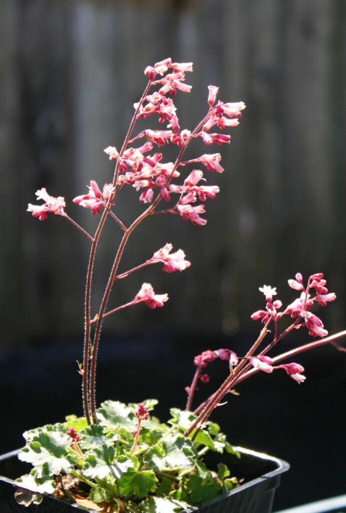 Heuchera 'Canyon Duet' - coral bells