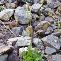 Heuchera cylindrica