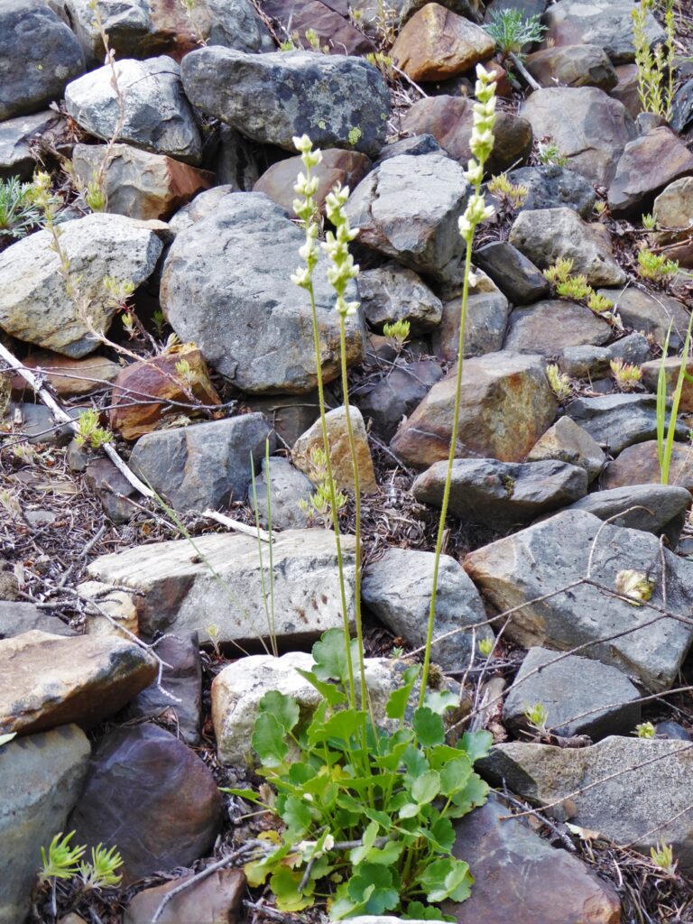 Heuchera cylindrica - roundleaf alumroot