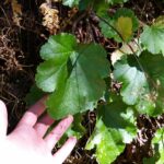 Heuchera glabra - smooth alumroot