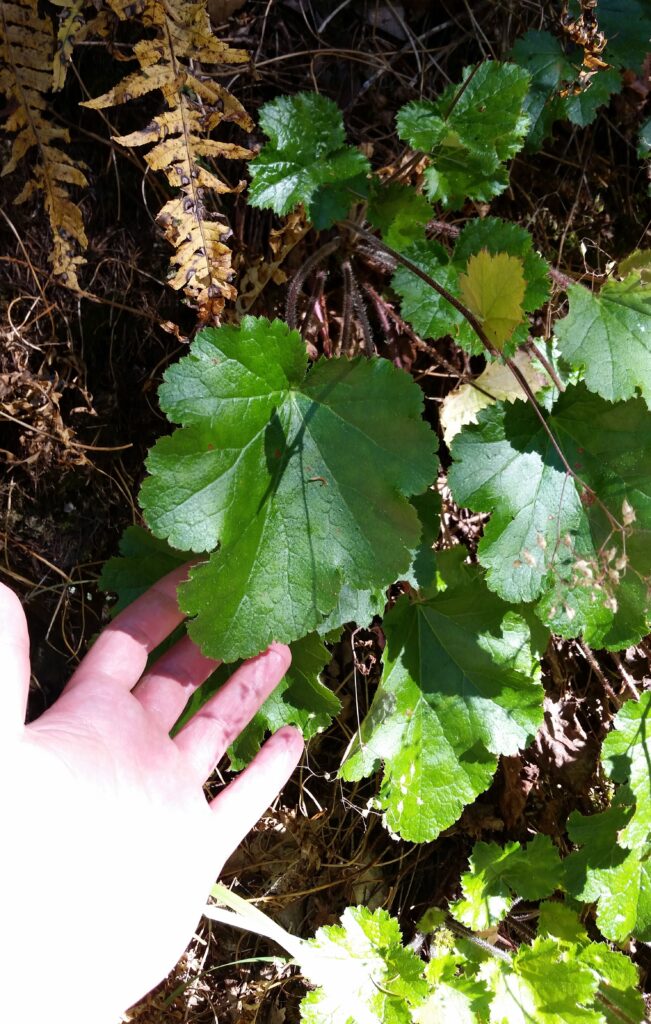 Heuchera glabra - smooth alumroot