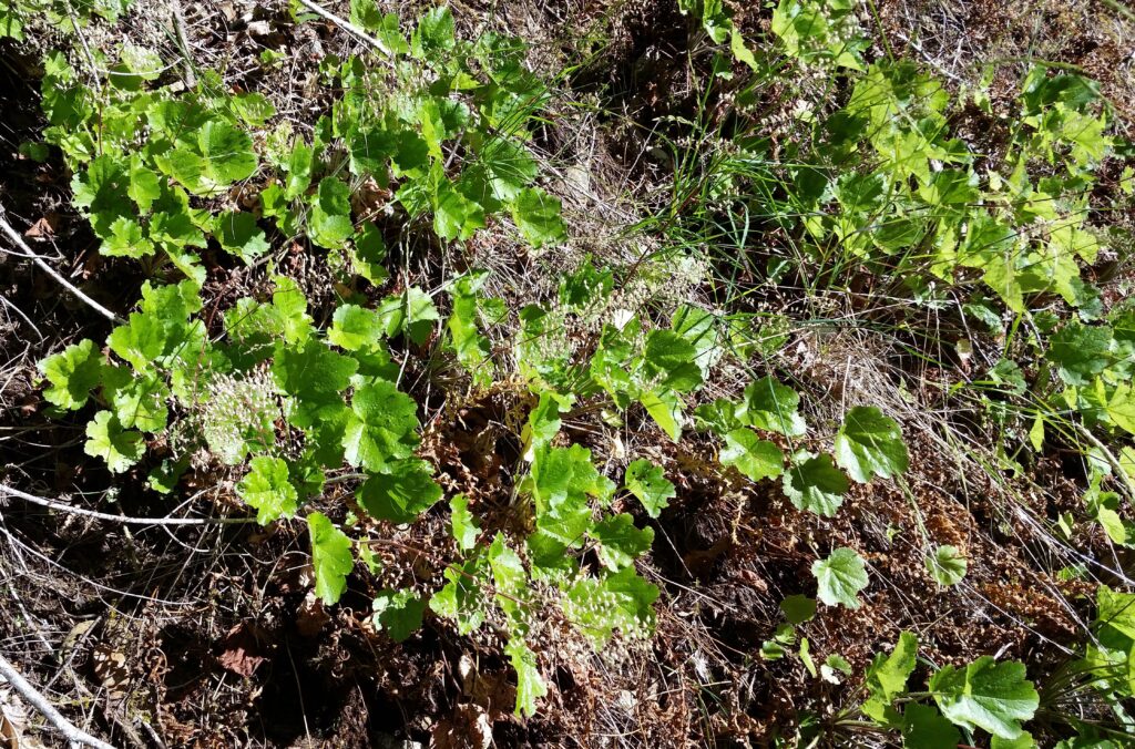 Heuchera glabra - smooth alumroot