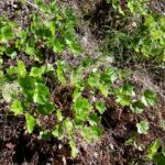 Heuchera glabra - smooth alumroot