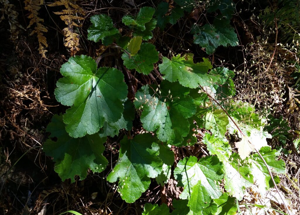 Heuchera glabra - smooth alumroot