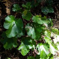 Heuchera glabra