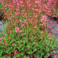 Heuchera ‘Lillian’s Pink’