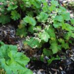 Heuchera maxima - Island alum root