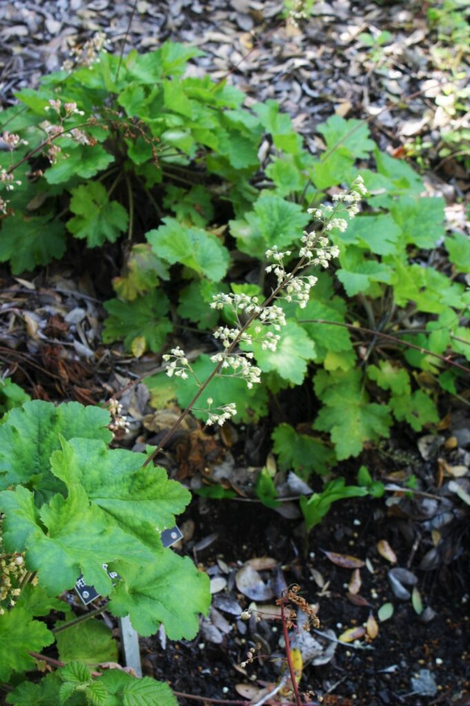 Heuchera maxima - Island alum root