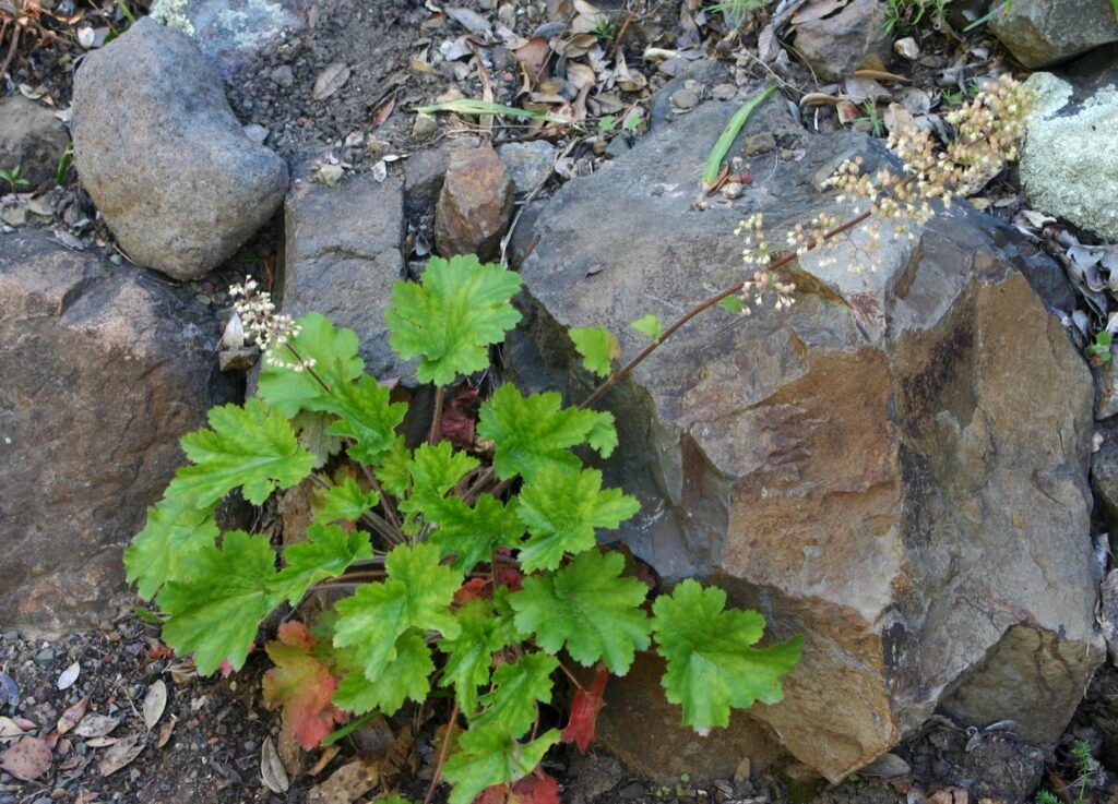 Heuchera maxima - Island alum root
