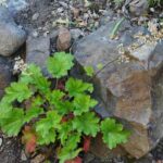 Heuchera maxima - Island alum root