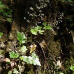 Heuchera micrantha - alum root