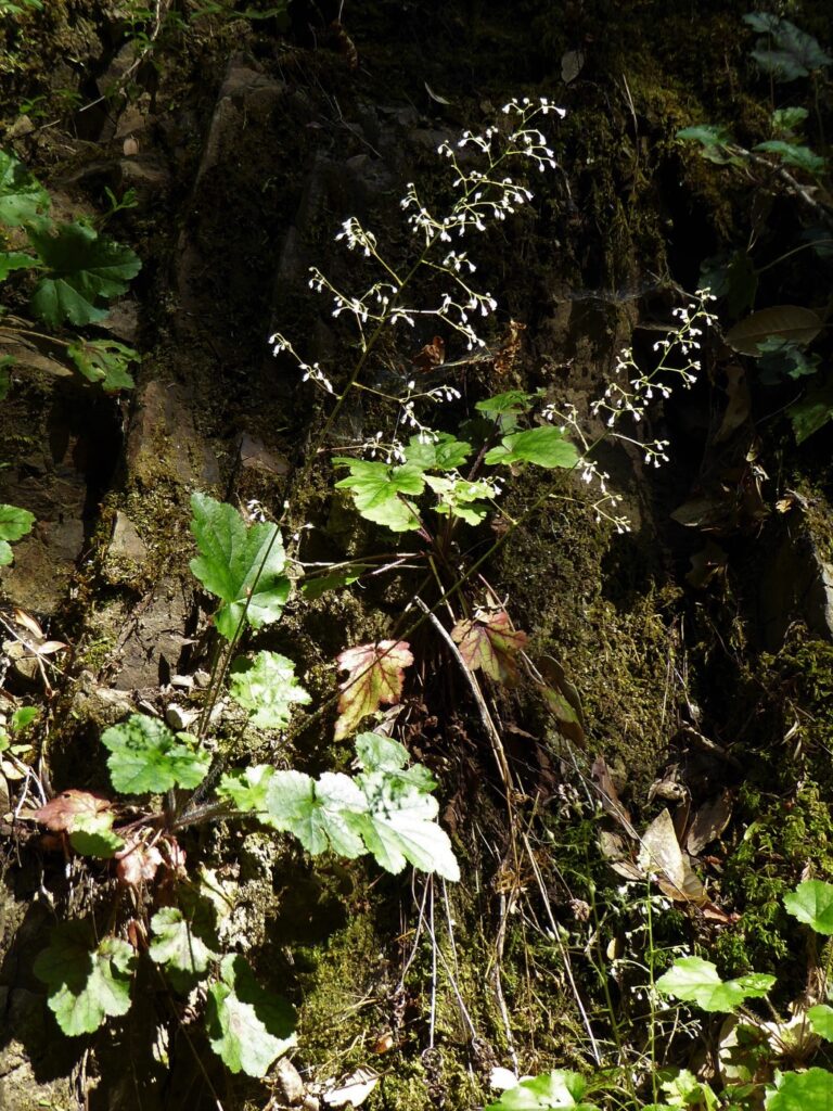 Heuchera micrantha - alum root