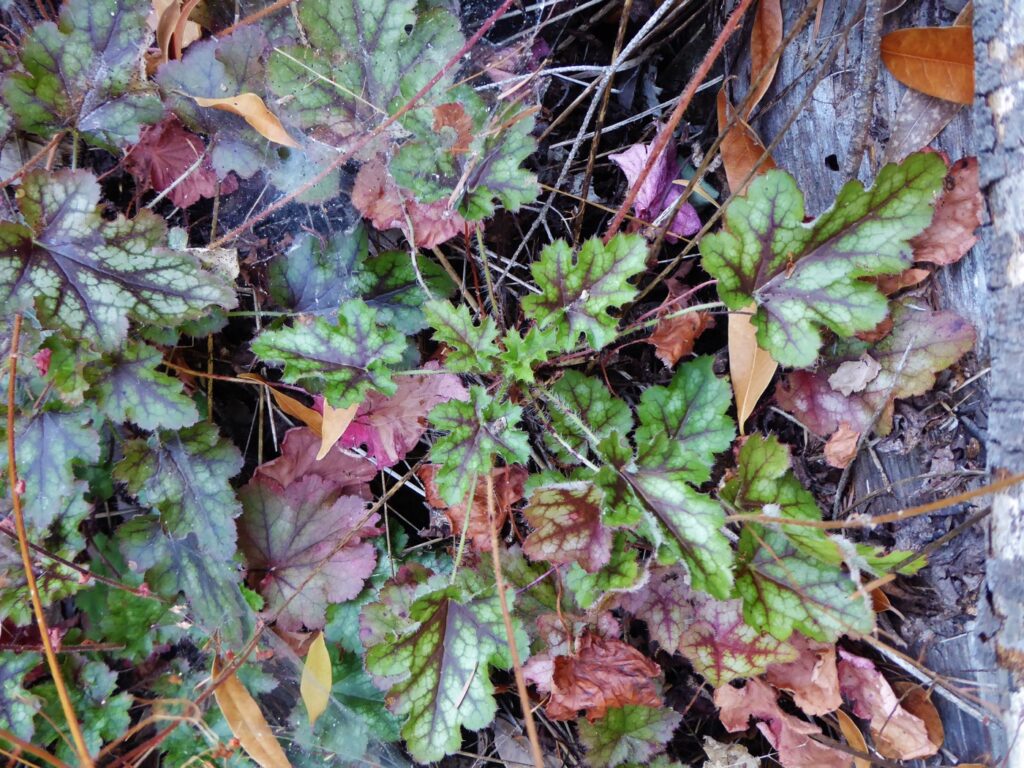 Heuchera micrantha - alum root