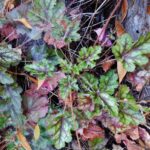 Heuchera micrantha - alum root