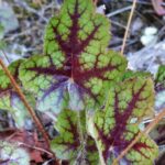 Heuchera micrantha - alum root